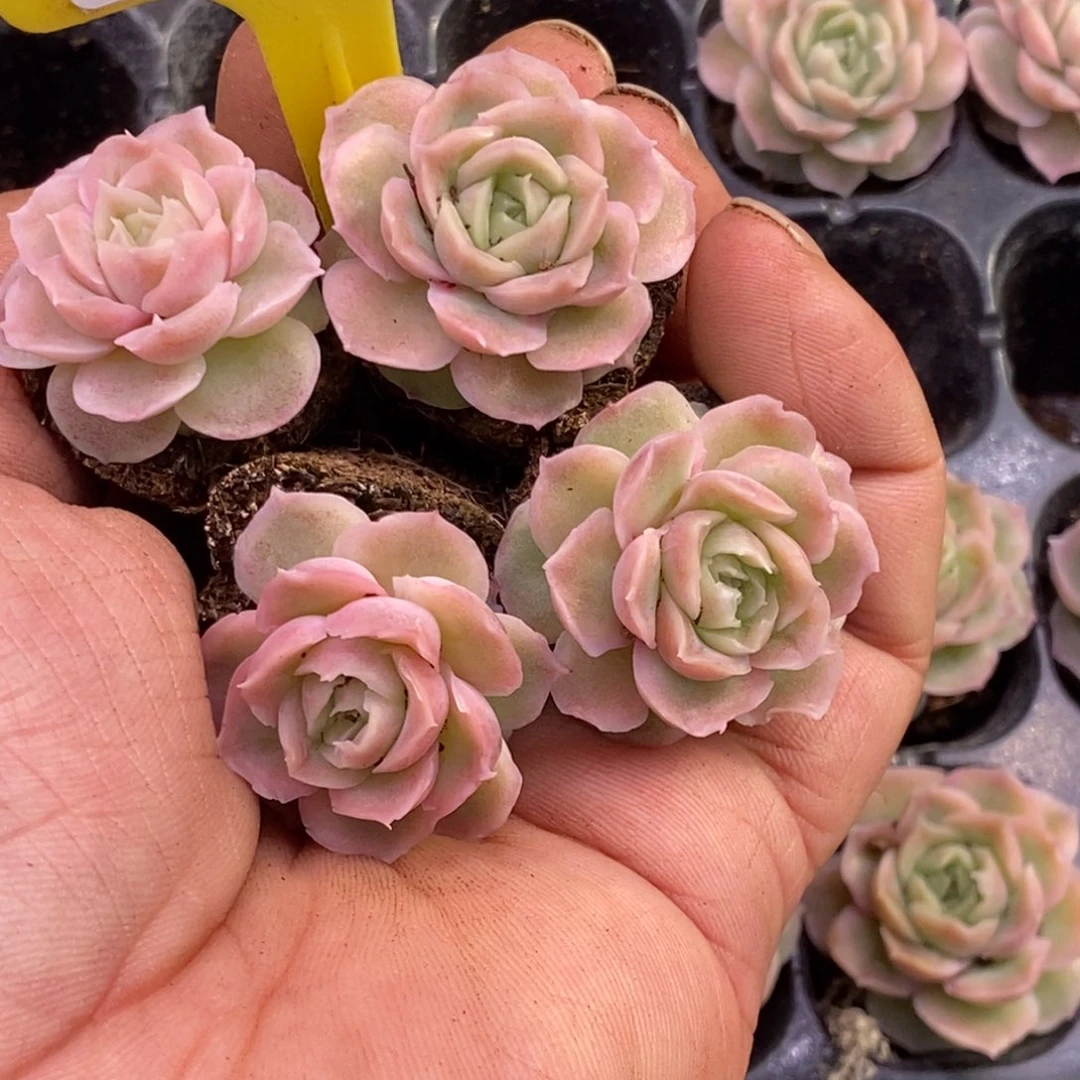 ?***夏729水晶虾饺多肉4个