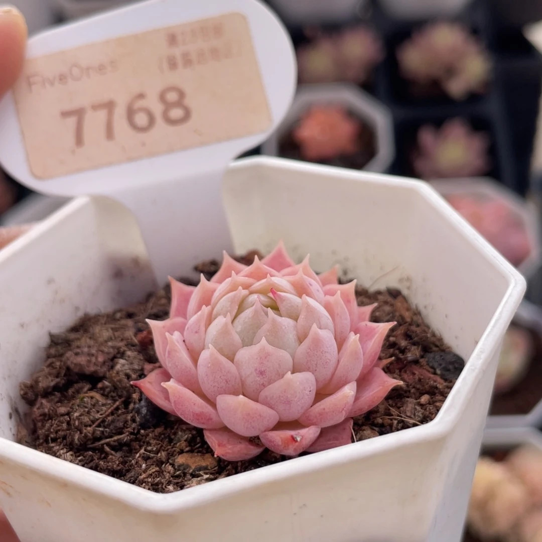 朱砂痣7768-3.0厘米