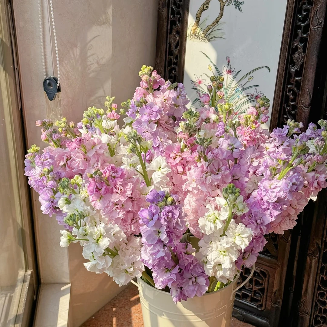 【紫罗兰10枝】（任意三件包邮）未拍保温棉，冻伤不售后