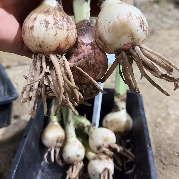 浩瀚星辰朱顶红一棵4.5