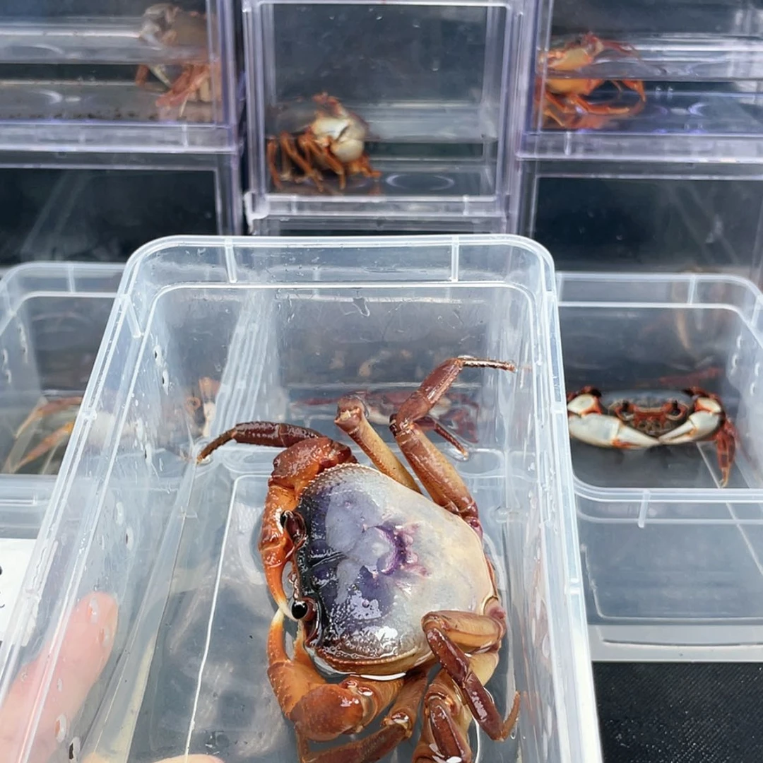 【闪购商品】?****?溪蟹