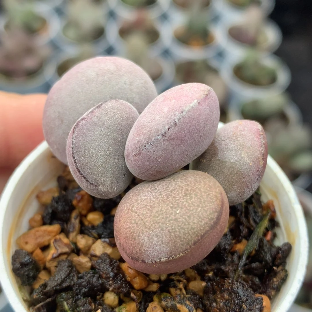 球球紫蛋一无一拍