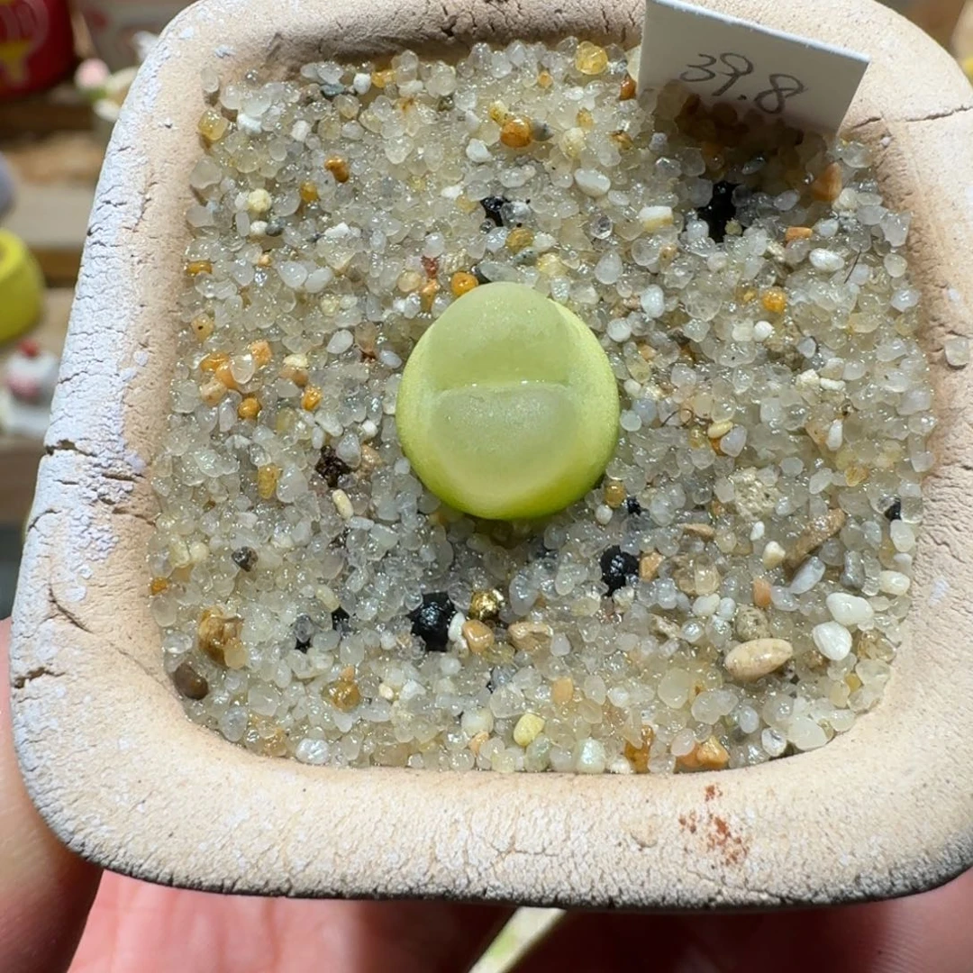 蘑菇1365拉登多肉植物