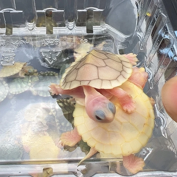绿毛龟母金粉,焦糖