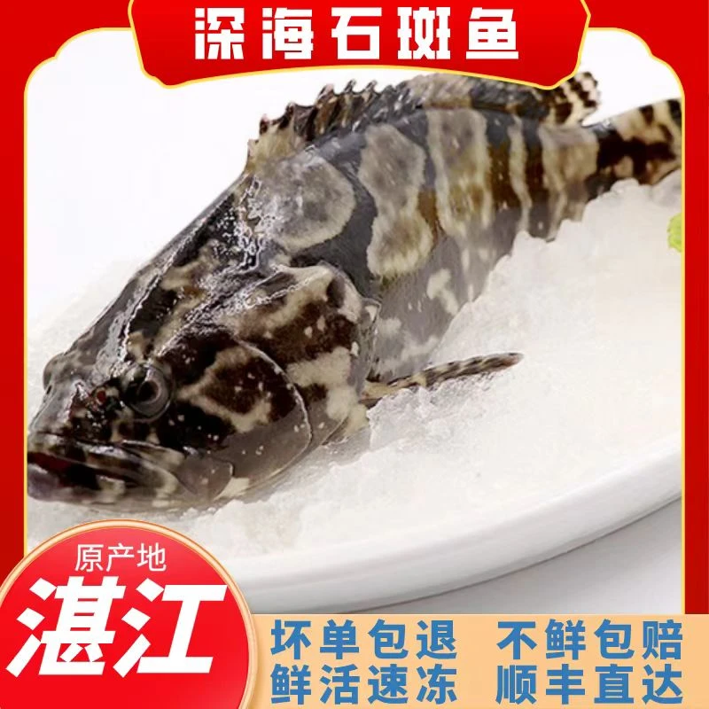 【1.2-1.3】3条共3.6-4斤鲜活龙胆石斑鱼冷冻海鲜肉质鲜美顺丰