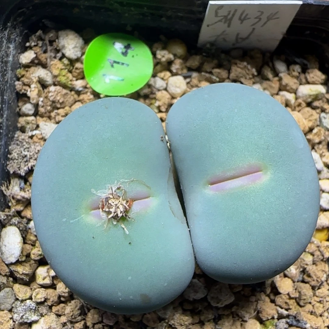 sh434v嘴2.5-2.7多肉114