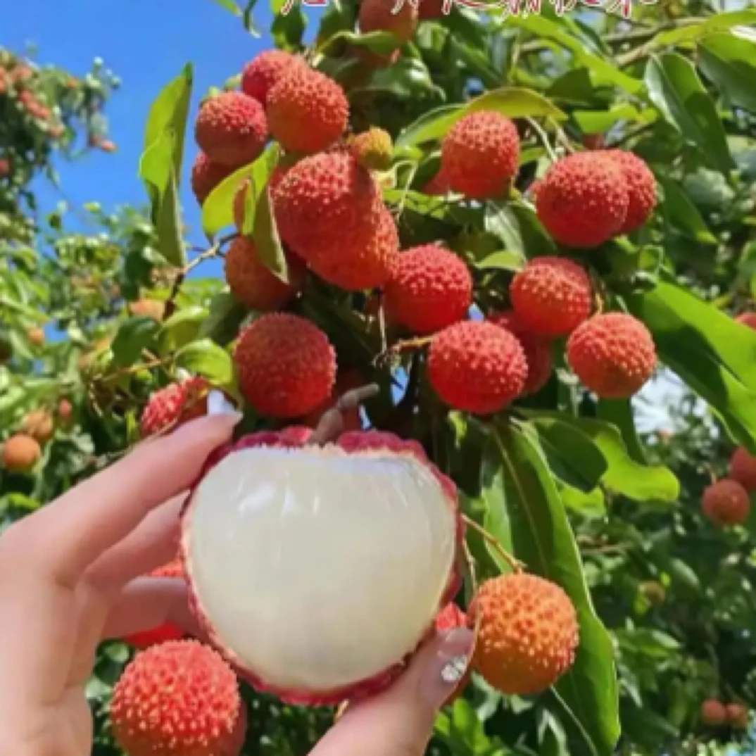 越南妃子笑荔枝一斤广东省