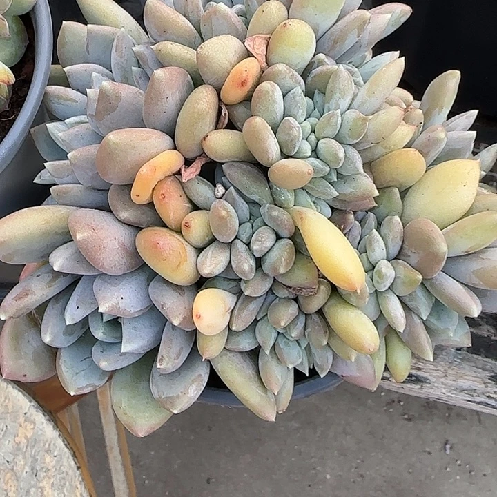 青蛙王子儿童牙膏套装11