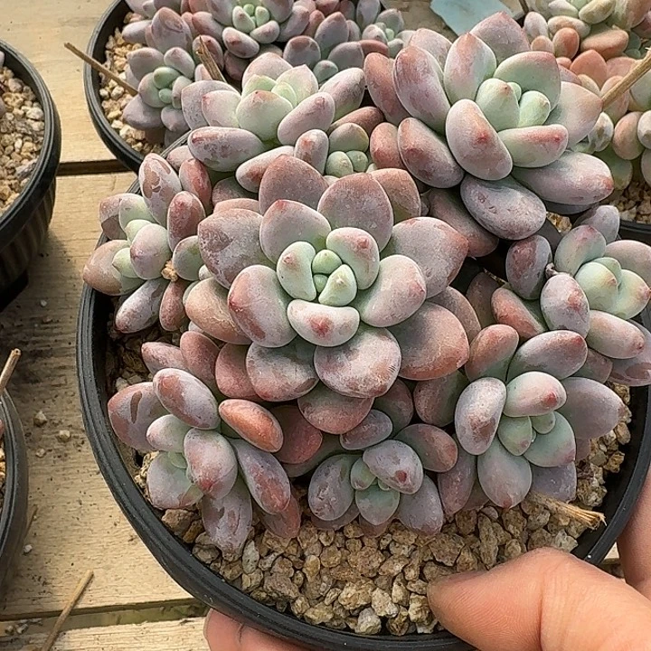 红洛神多肉植物的