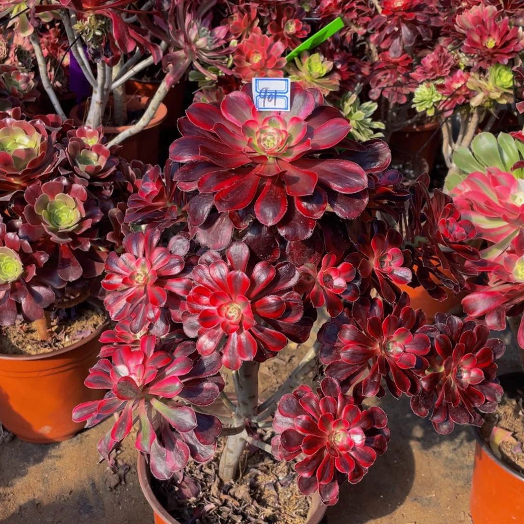 901鲜花老桩造型丽娜