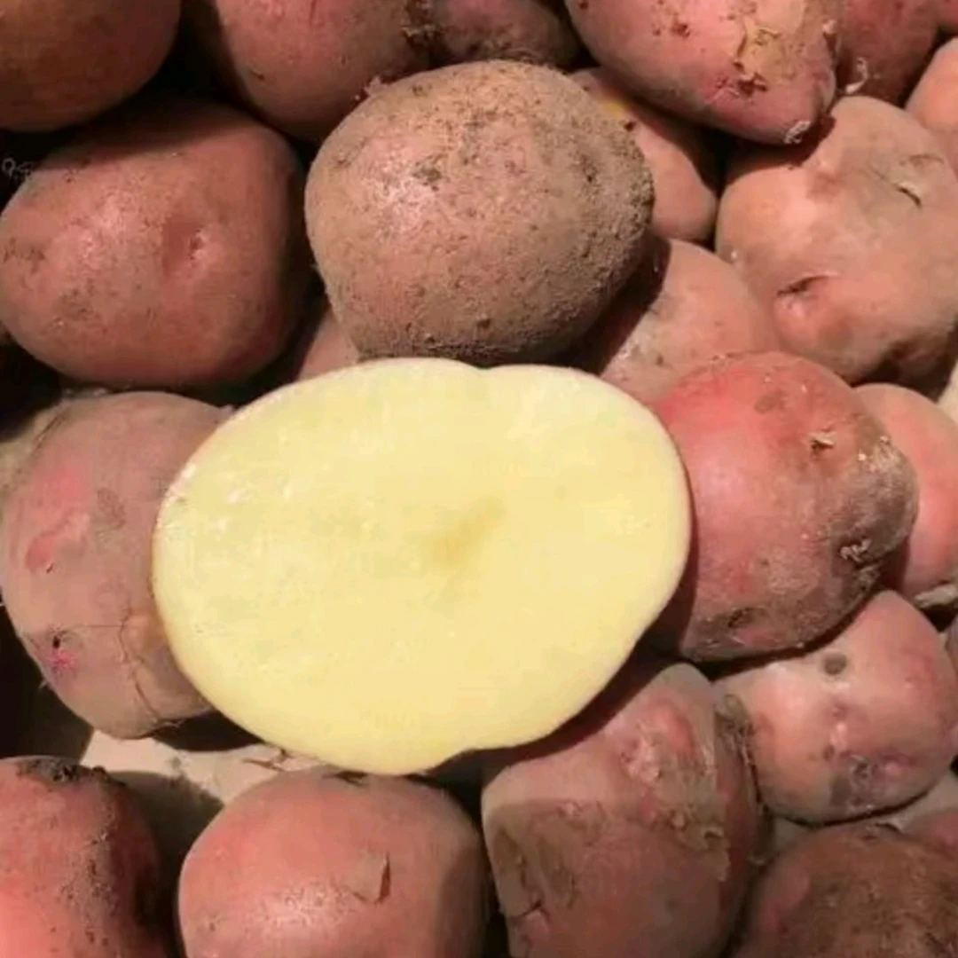 【红皮土豆】木兰围场特产，包邮