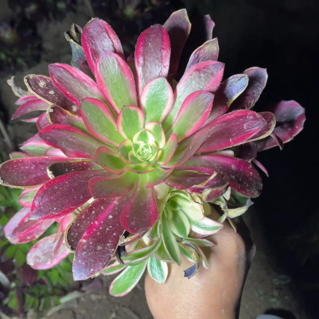 五号美杜莎多肉法师断枝不包