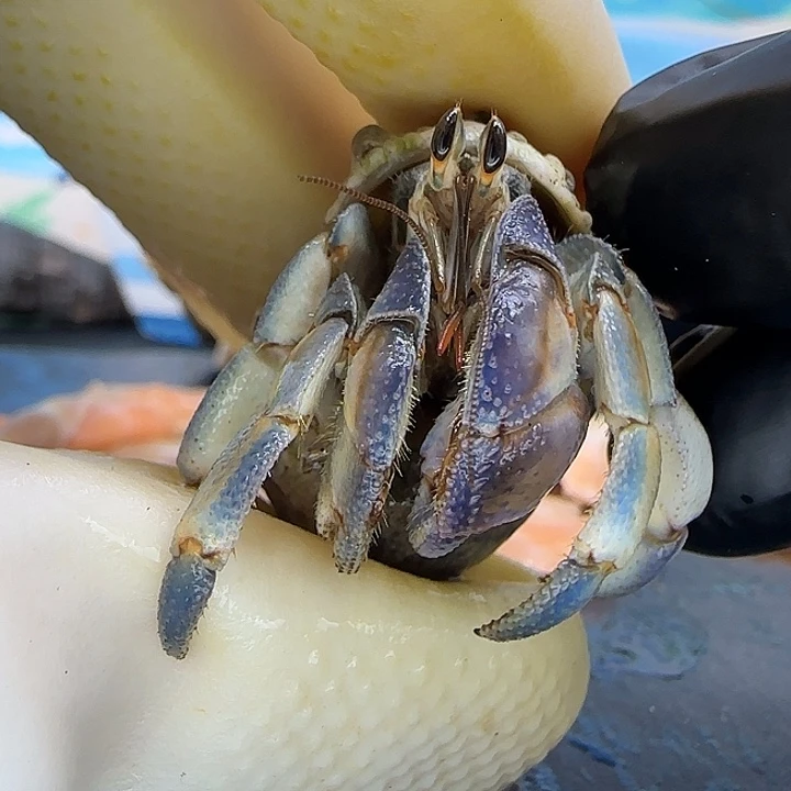 A52牛仔裤紫陆豆1.4cm口径