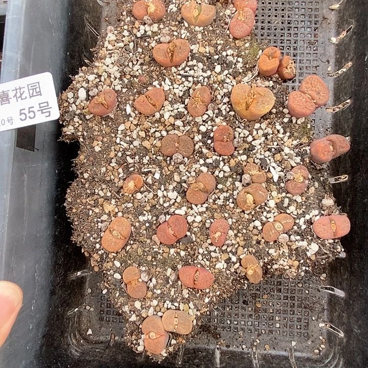 桃喜花园0220-55蛋糕风铃