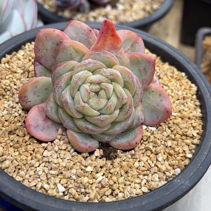 星星珍妮 夏鸣园艺