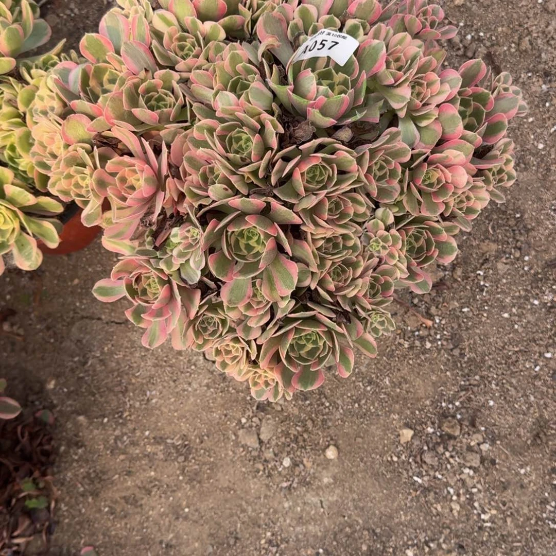 ****慧057妖月。多肉植物