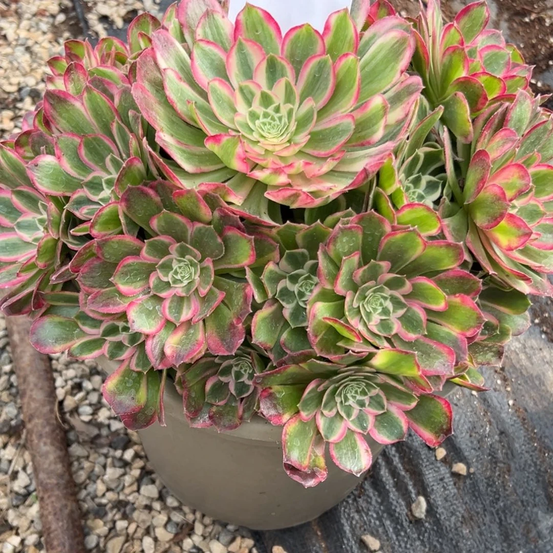 小***竹066多肉法师孔雀翎一个