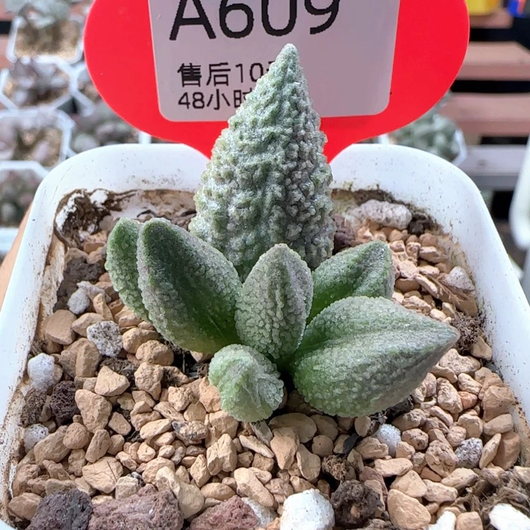 西施。     609。