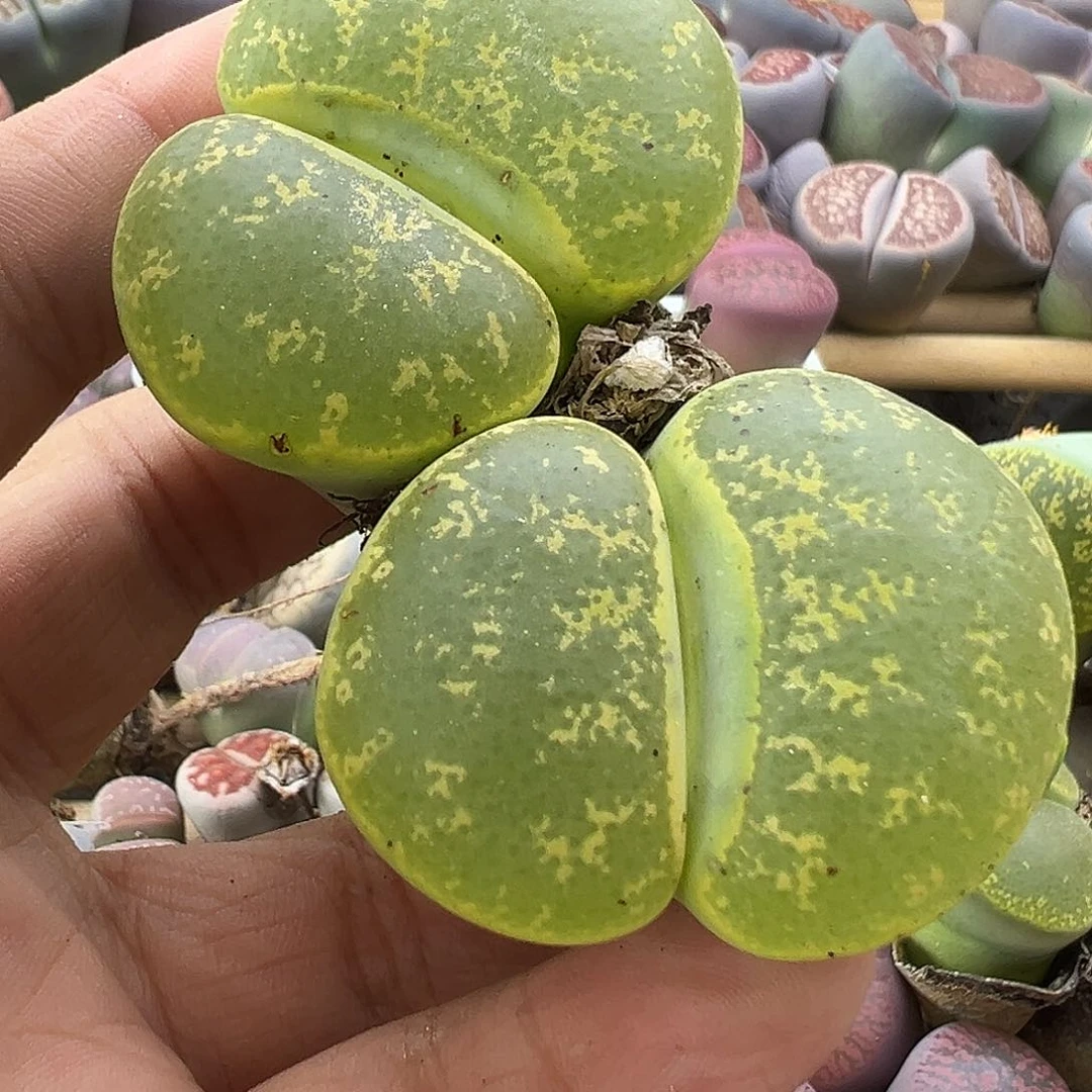 557微透炸111111111111111111