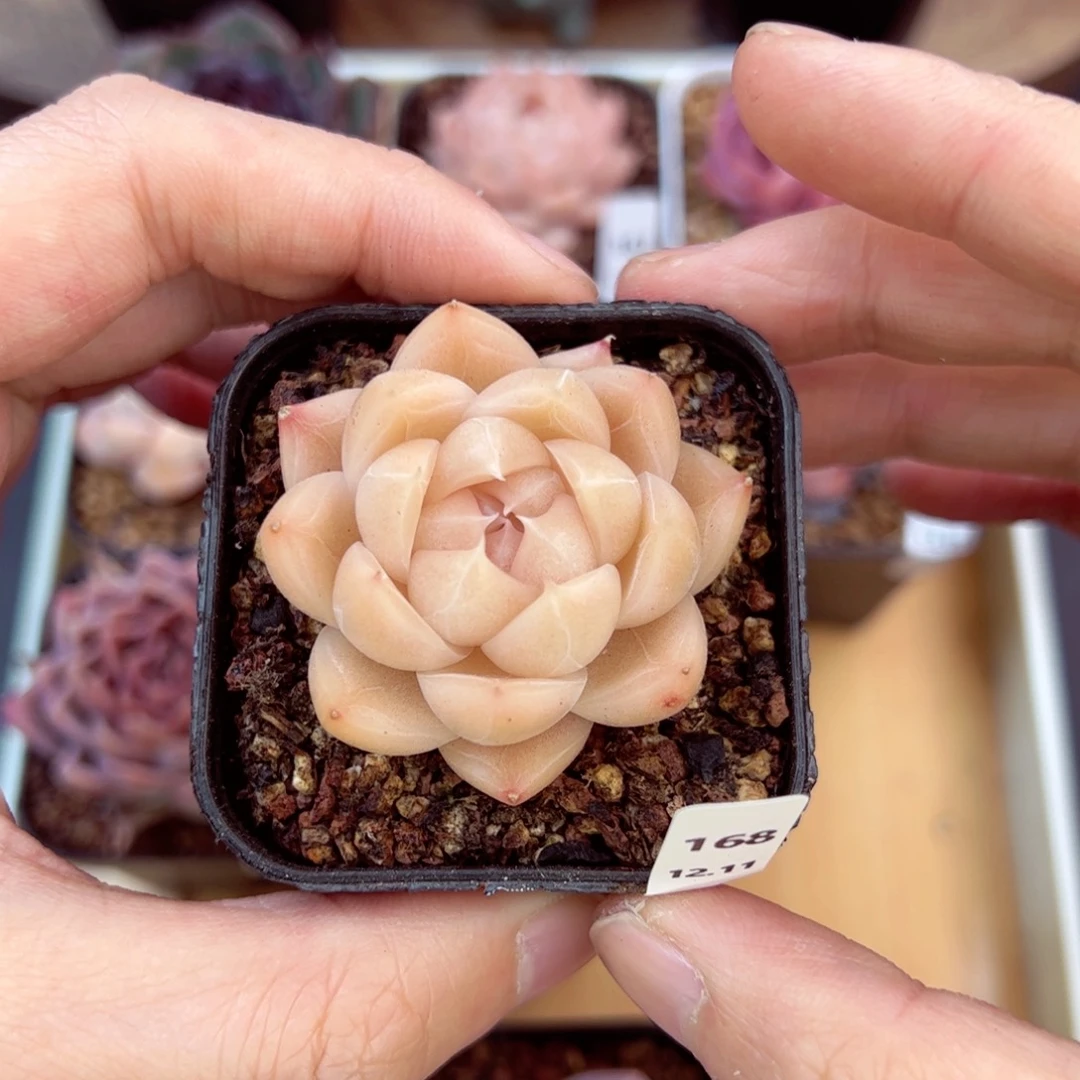 好好看168、哈哈哈哈