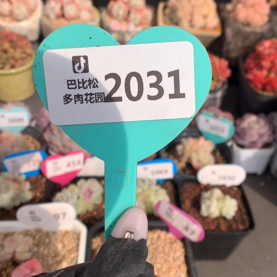 2031 异色头冰玉石化盲盒