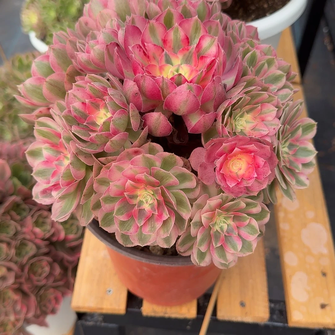 L***V倾城法师多肉美美美美美美美美美