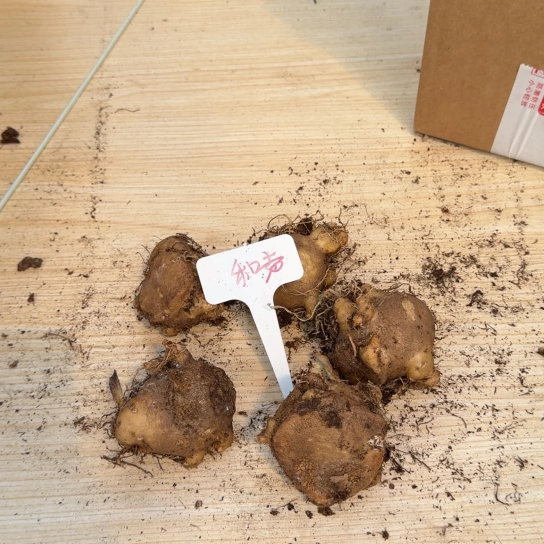 无花朵和声球5-6公分一个