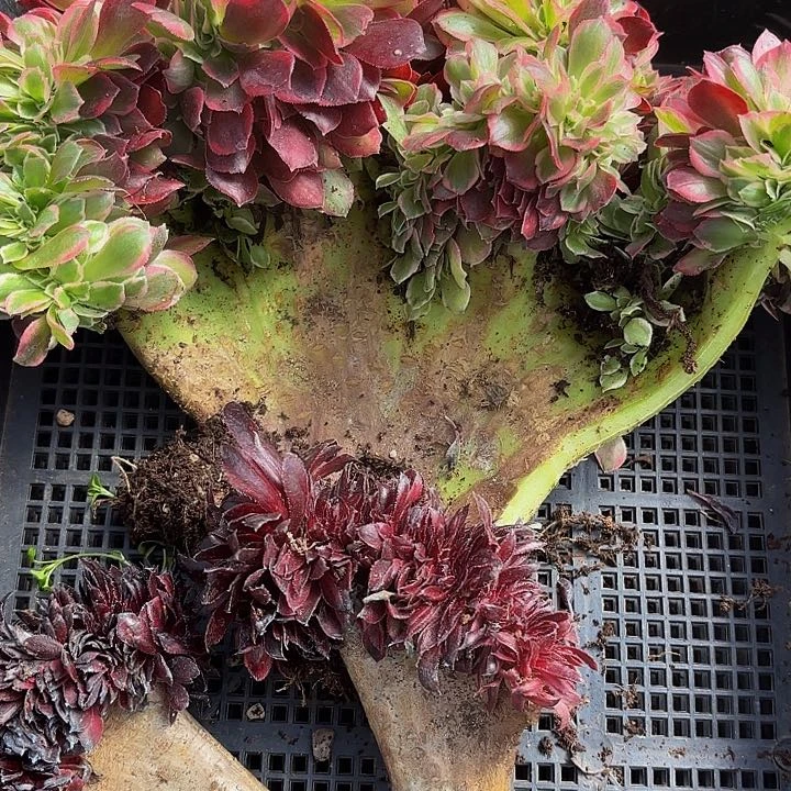 多肉植物福利301