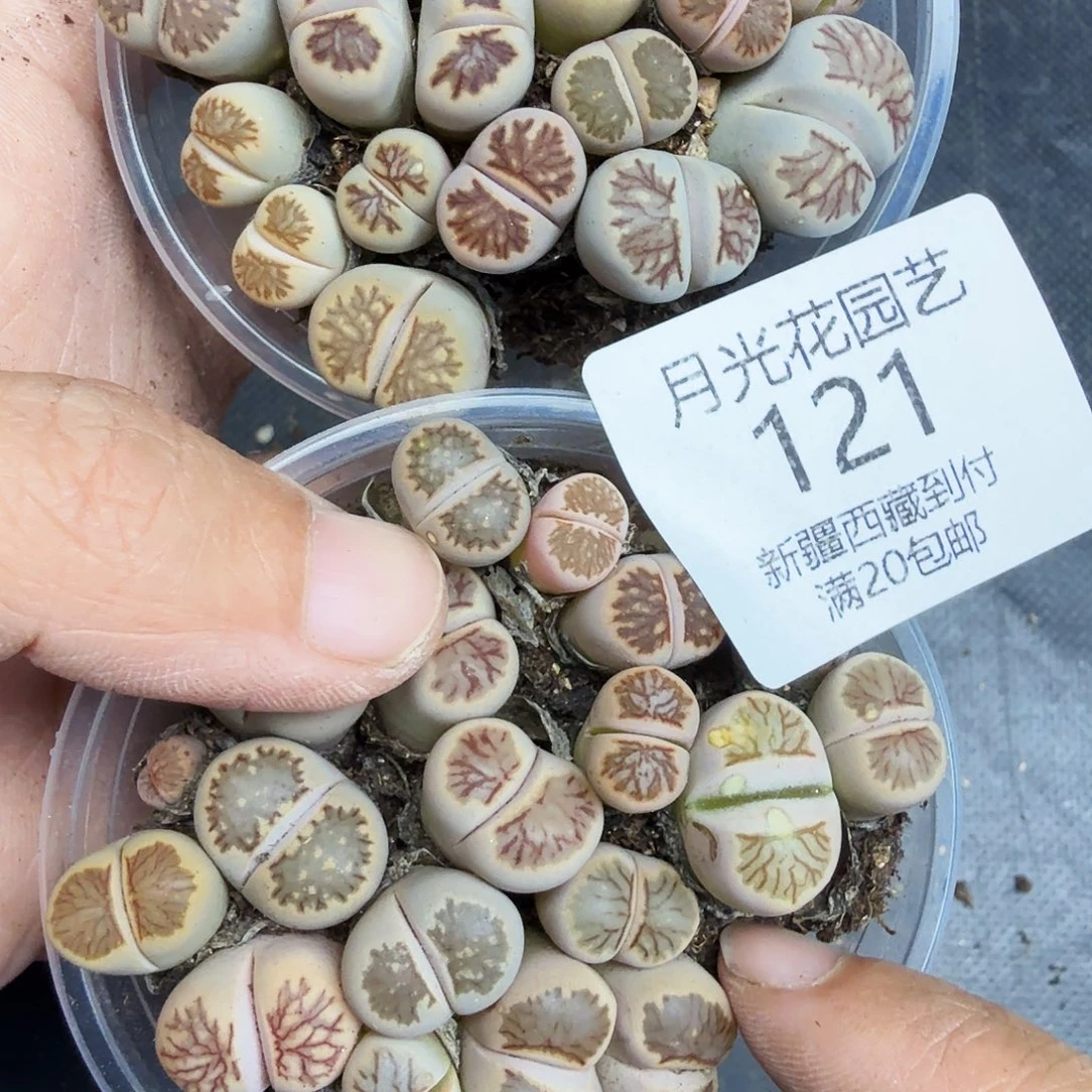 好喜欢看肖春的直播呜呜泪太121是