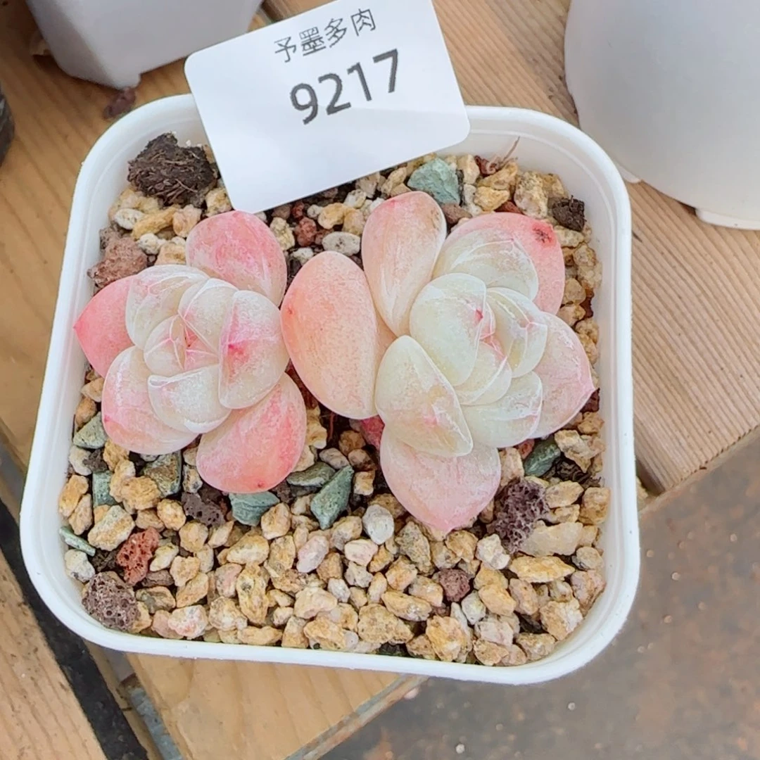冰玉，9217多肉植物