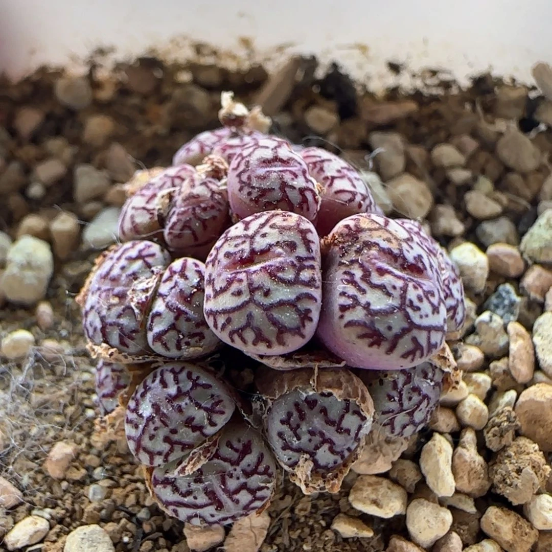 5801 大白多肉植物园