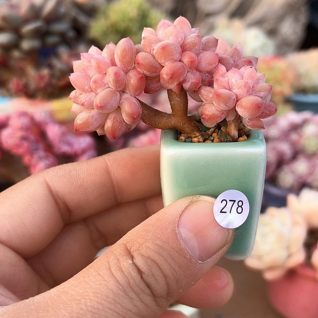 喜*278 含盆含土发货 30包邮偏远除外