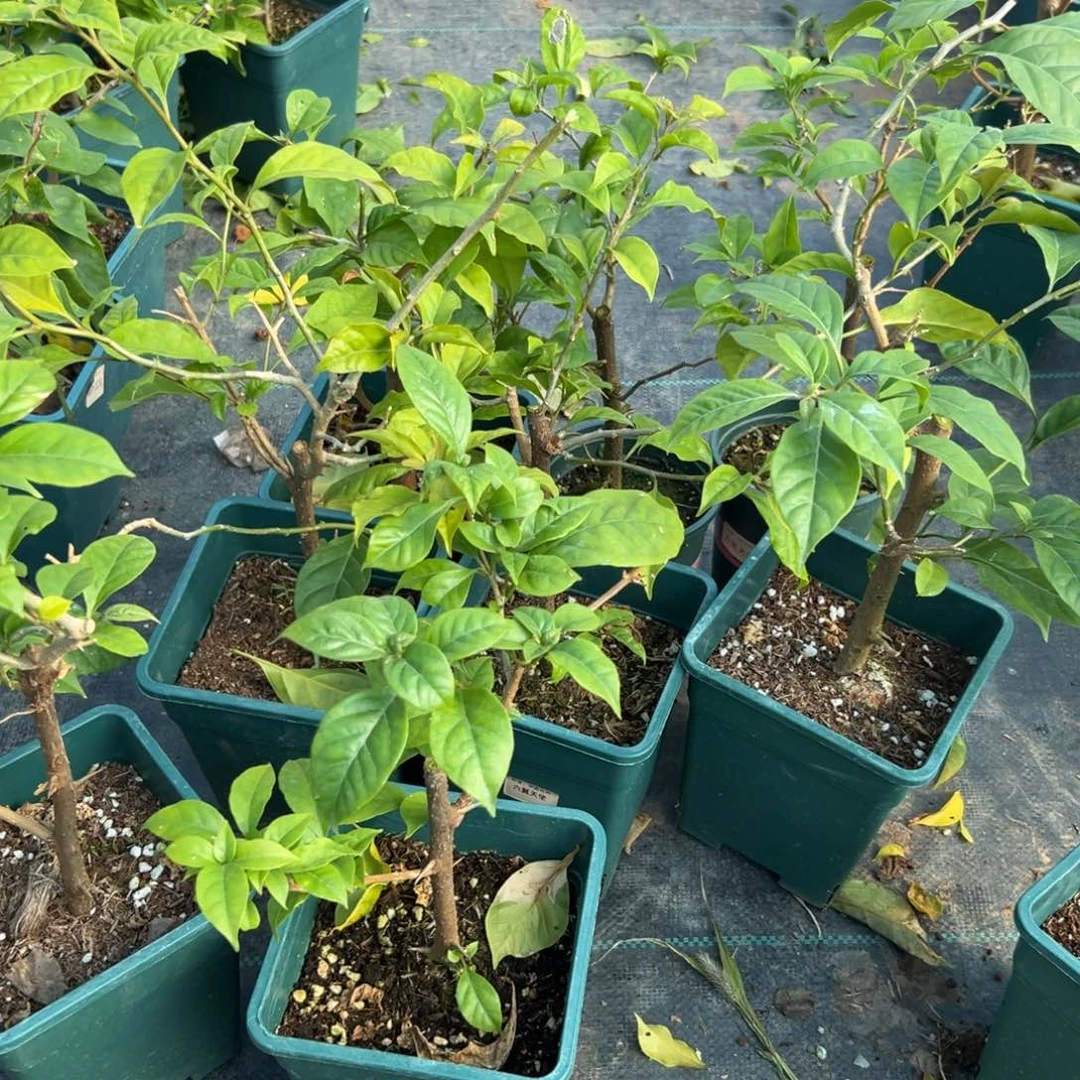 无花朵【六翼天使一棵】随机发货福利款不售后