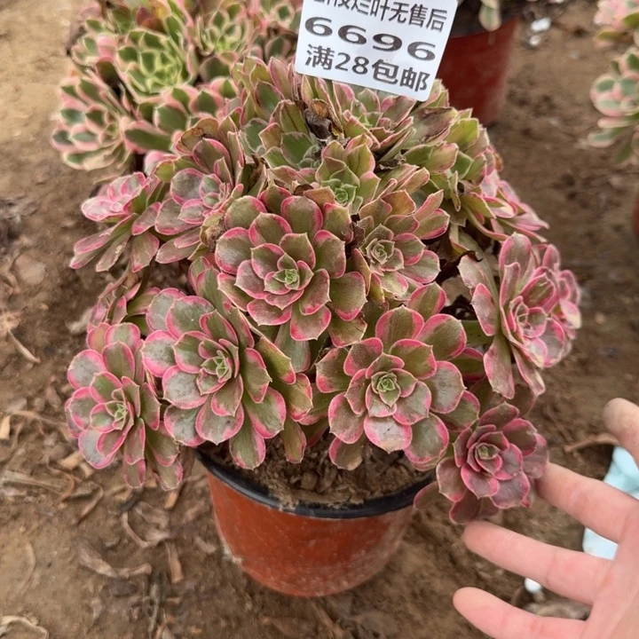 6696玫红玫瑰A二号棚