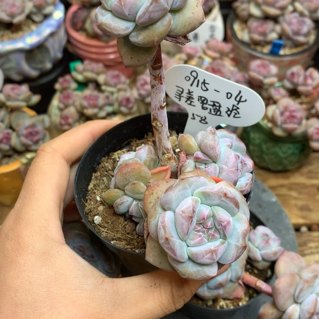 寻***经091504 罗盘 专拍突尼斯