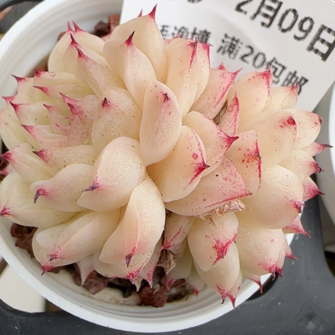 花语逸境0209-279