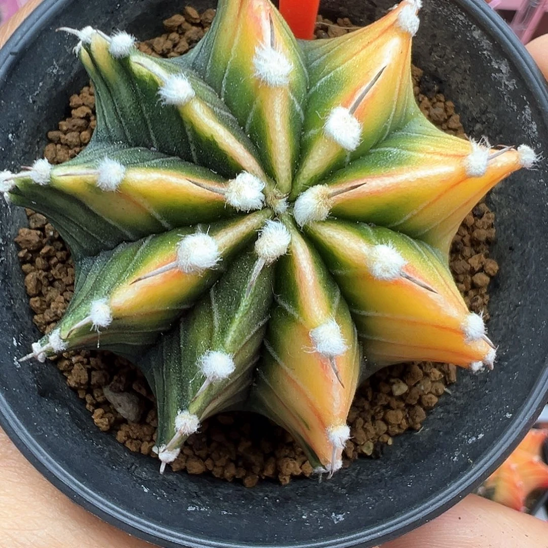 99-肋骨锦带盆土发货