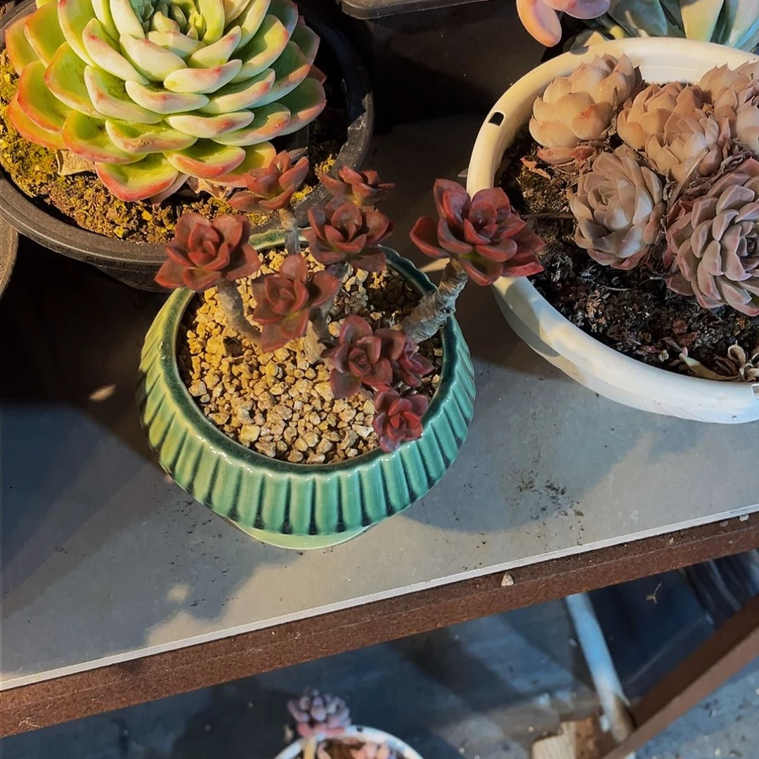 泡****泡巧克力朵朵缀15