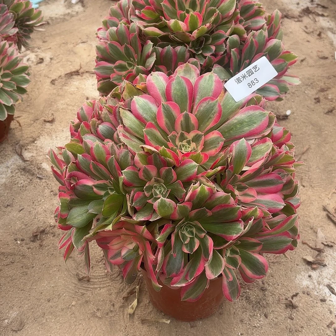 来***干七彩石多肉植物883-882