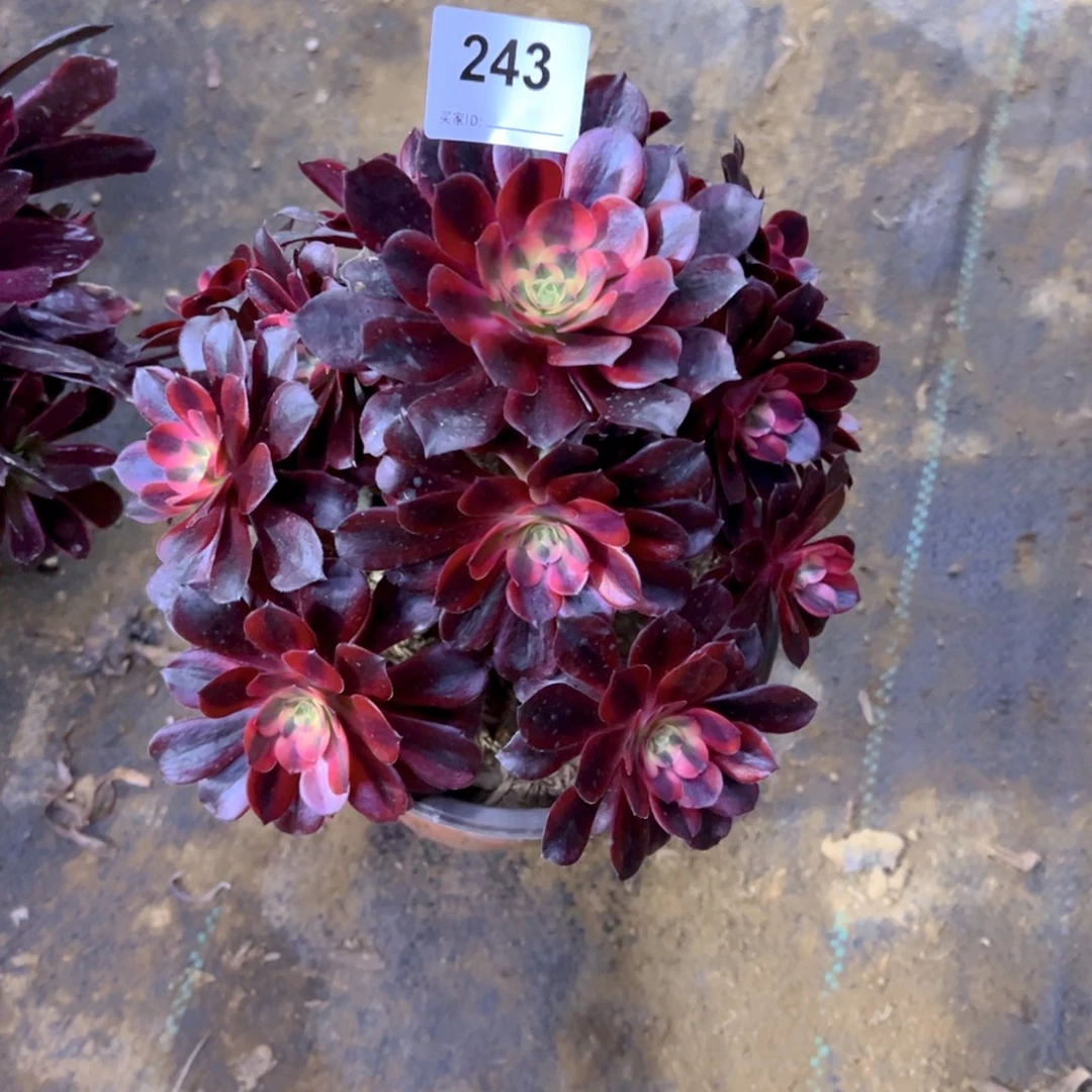 243美杜莎多肉植物