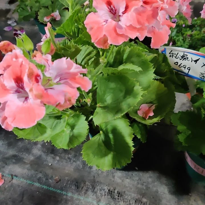 五月奇迹噜啦啦噜啦啦