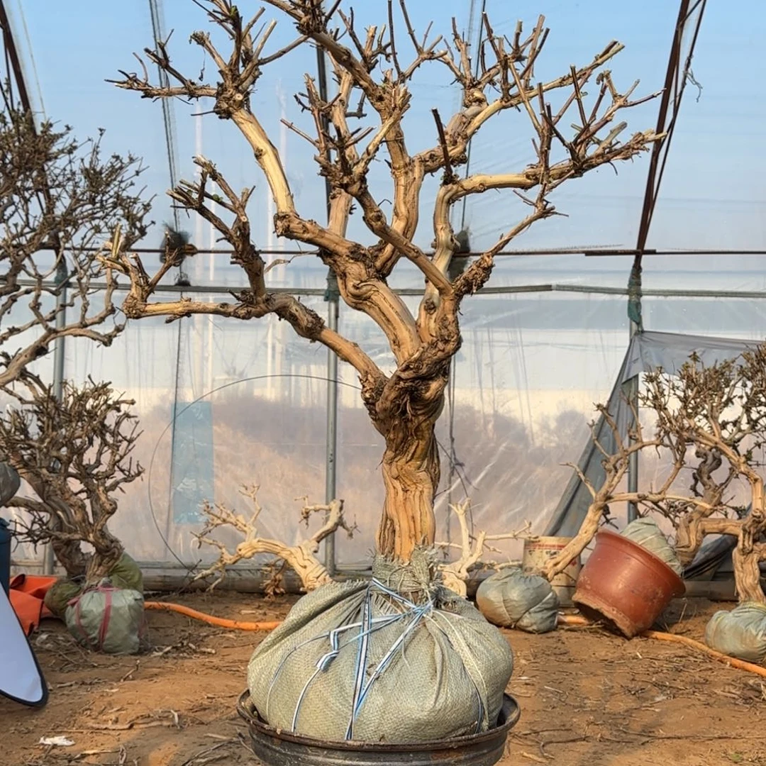 完全开放金银花12555755999