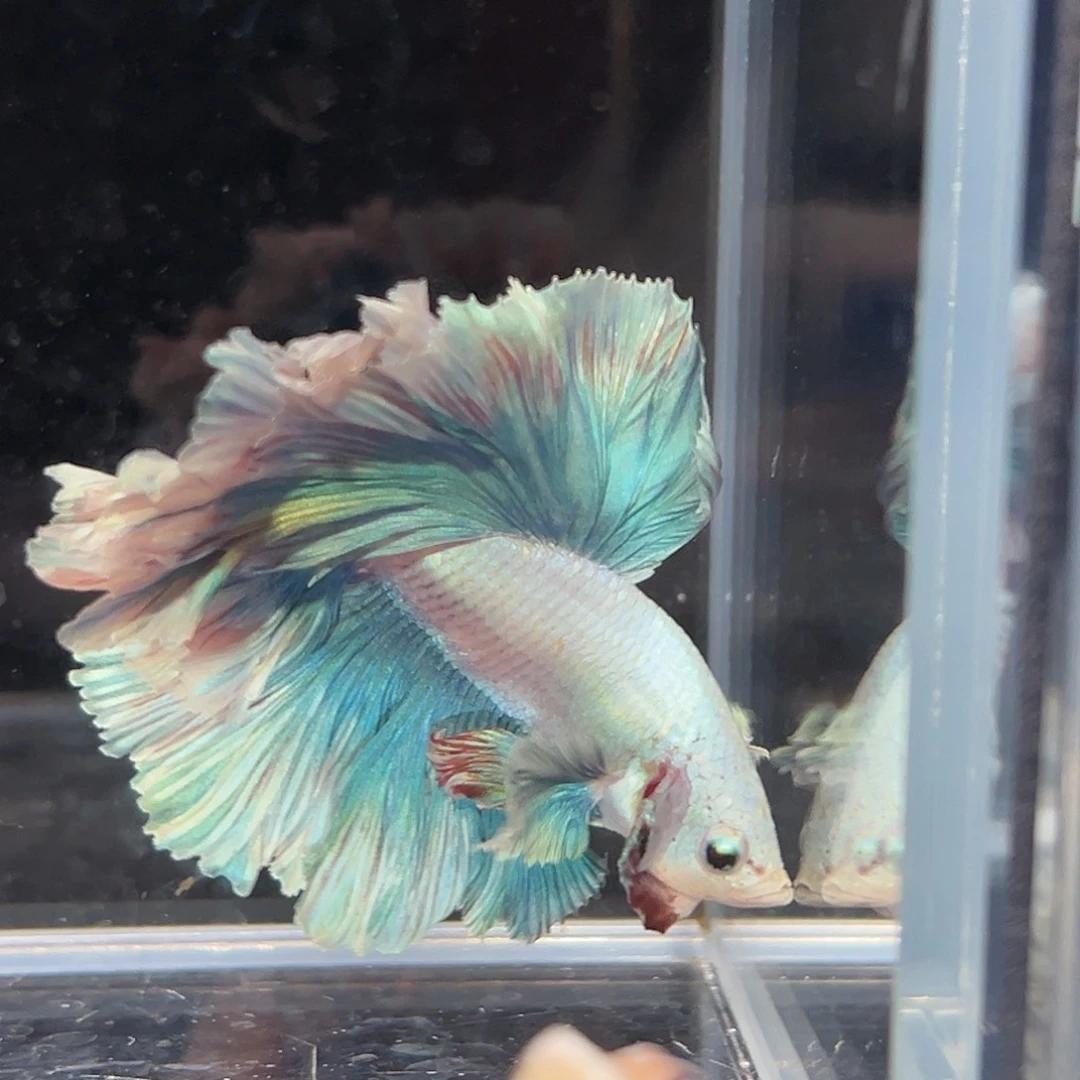 斗鱼7号粉绿色小飞象