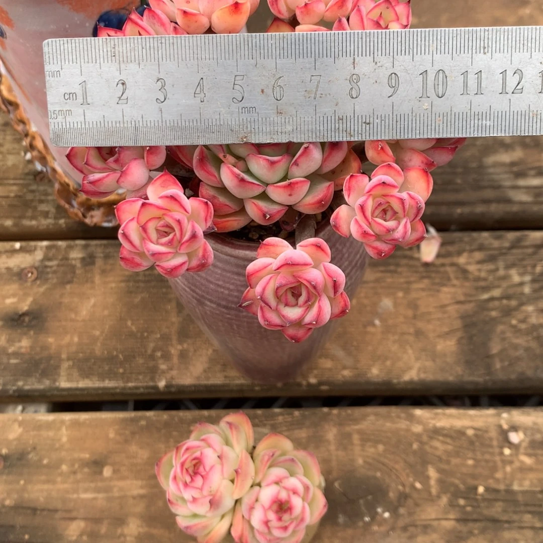 枫*发表了头条文章如何