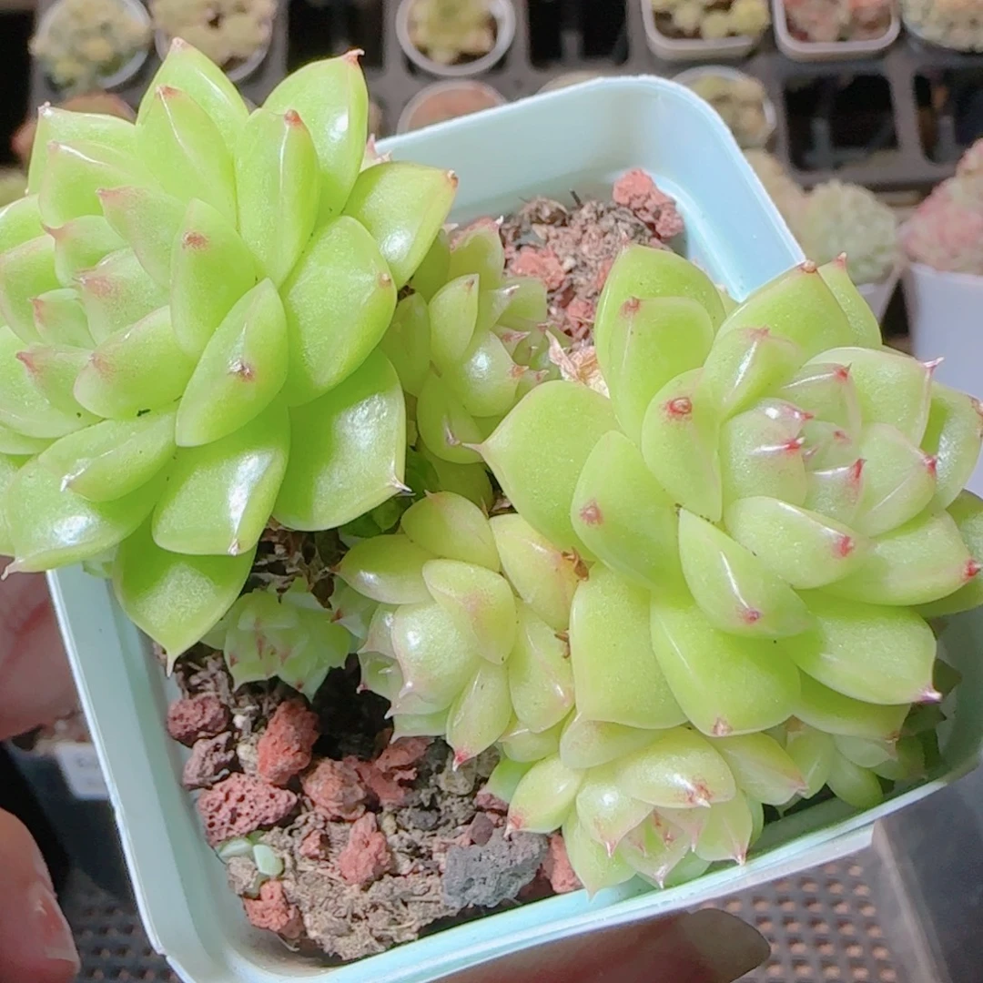 花语逸镜1116-628散