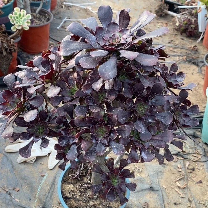 圆叶多肉植物5。