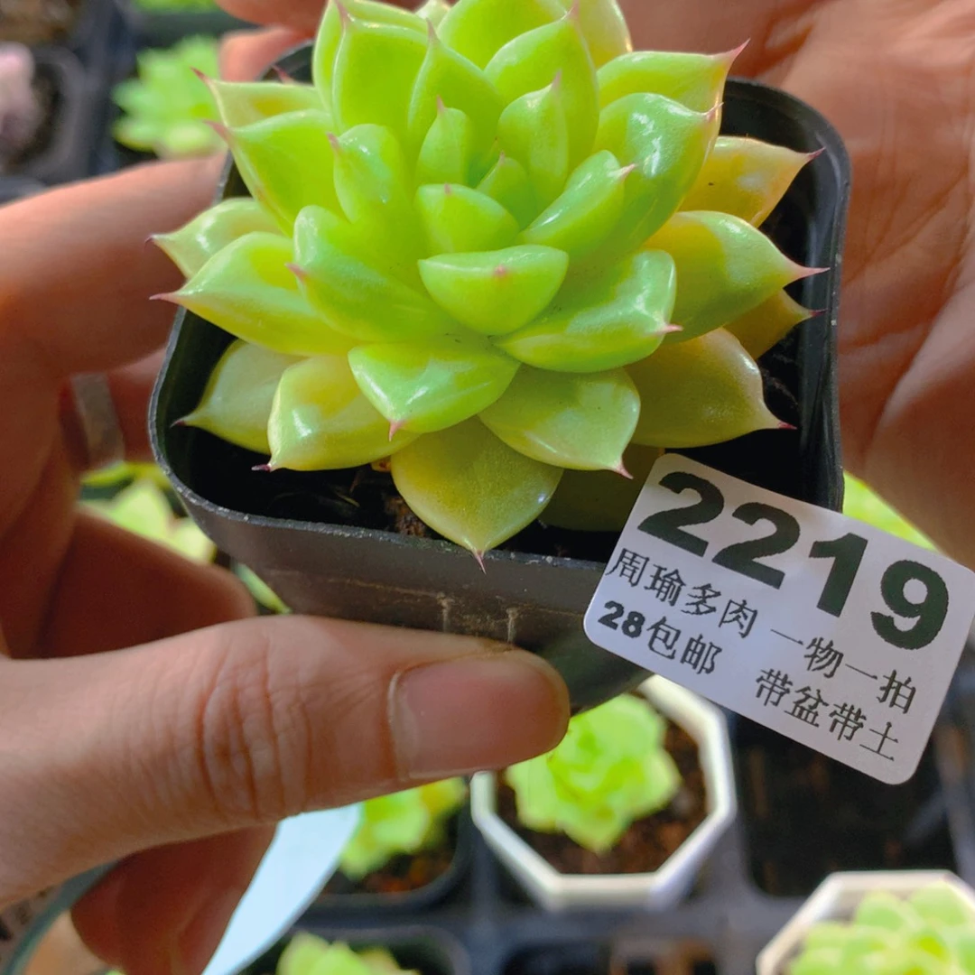 5厘米盆精控多肉2219