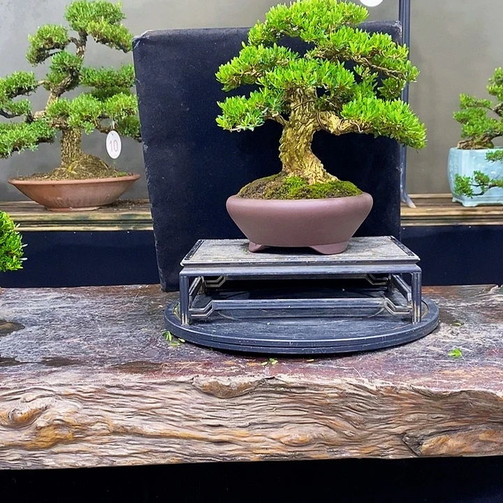 无花朵黄杨盆景四季常青