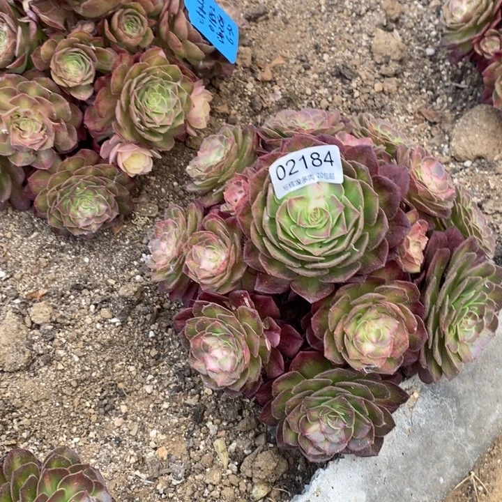 02184海王七彩多肉