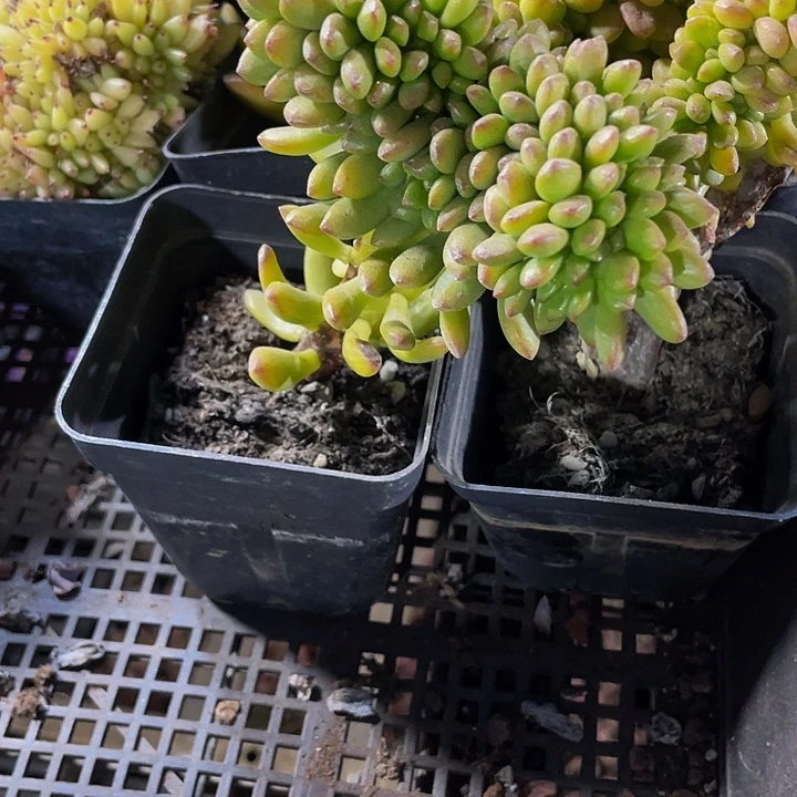 大春萌缀化带盆土发